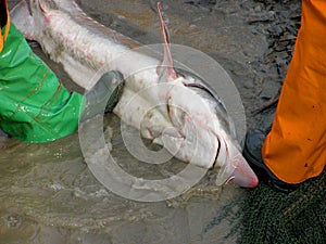 Sturgeon Beluga