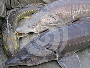 Sturgeon Beluga