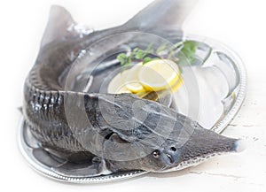 Sturgeon (disambiguation)