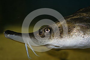 Sturgeon fish