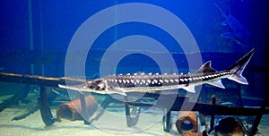 Sturgeon fish img