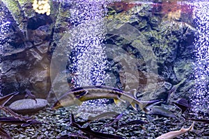 sturgeon fish in the aquarium. White sturgeon