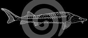 Sturgeon fish hand drawn. White contour of freshwater fish on black background. Vector illustration