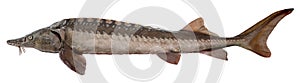 Sturgeon fish isolated on white background