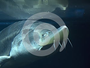 Sturgeon fish (kaluga, beluga) swim at the bottom underwater