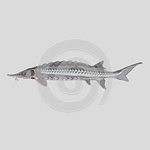 Sturgeon fish logo for fishing clubs, restaurants, emblema photo