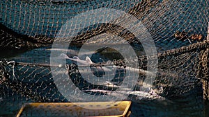 Sturgeon fish in a net for transplanting for the winter.