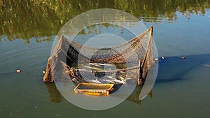 Sturgeon fish in a net for transplanting for the winter.