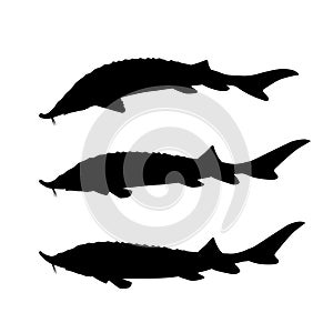 Sturgeon fish set