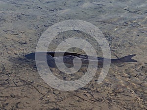 Sturgeon fish in shallow water.