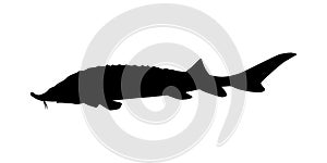 Sturgeon fish silhouette