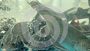 Sturgeon fish swim in a supermarket aquarium