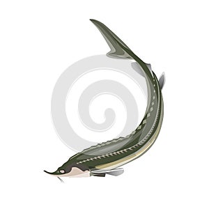 Sturgeon fish vector