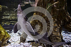 Sturgeon fishes in cold water aquarium