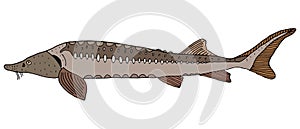 Sturgeon hand drawn. Color fish isolated on white background. Freshwater fish. Vector illustration