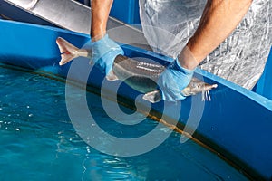 Sturgeon in hands on background of the pool