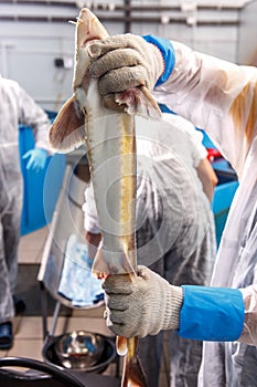 Sturgeon in hands on a fish farm close-up