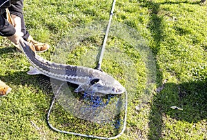 sturgeon just caught in a landing net