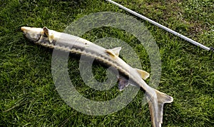 sturgeon just caught in a landing net