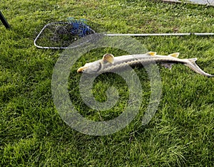 sturgeon just caught in a landing net