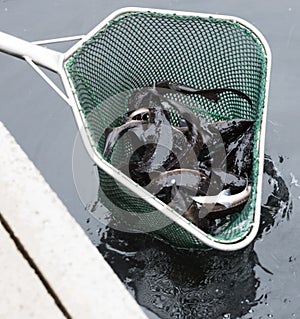 Sturgeon in landing net on fish farm