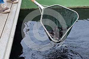 Sturgeon in landing net on fish farm