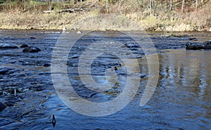 Sturgeon Spawning