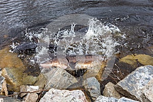 Sturgeon Spawning in the Wild