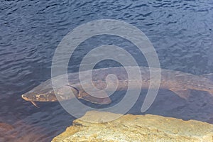 Sturgeon Spawning in the Wild