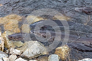 Sturgeon Spawning in the Wild