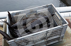 Sturgeon stacked in box on fish farm