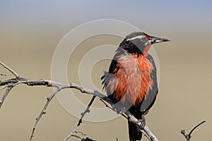 Sturnella Loyca common loica, bird of strong colors. They can be observed on the southern coast of Patagonia and the Falkland photo