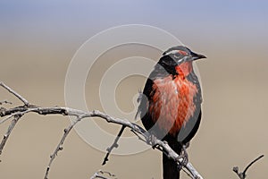 Sturnella Loyca common loica, bird of strong colors. They can be observed on the southern coast of Patagonia and the Falkland Is