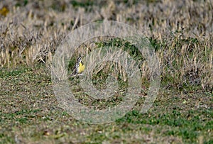 The Sturnella neglecta - Western meadowlark photo