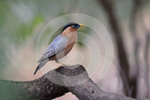 Sturnia pagodarum, Brahminy starling, bird is pale buff creamy with a black cap and a loose crest, resident  of India and Nepal,