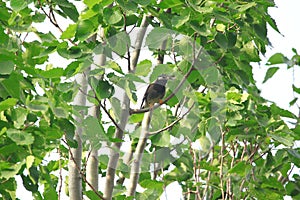 Sturnus cineraceus in the tree