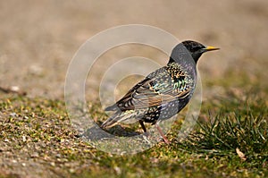 Sturnus vulgaris