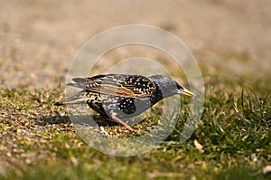 Sturnus vulgaris