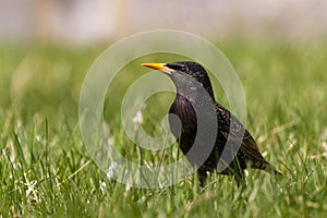 Sturnus vulgaris, common starling bird