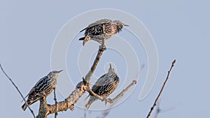 Sturnus vulgaris Starlings on a tree. three birds are preparing to migrate