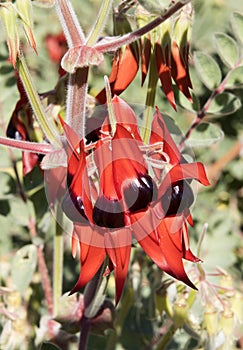 Sturt desert pea.