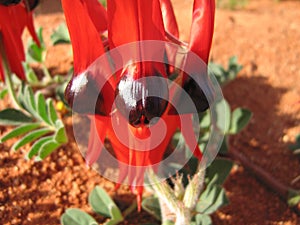 Sturt desert pea in the desert of central Australia photo