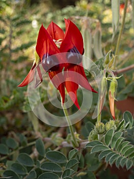 Sturt Desert Pea flower in bloom photo