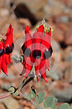 Sturt Desert Pea. photo