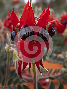 Sturt Desert Pea flowers in bloom in Central Australia photo