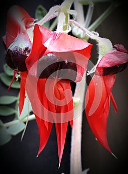 Sturt Desert Pea photo