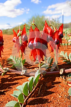 Sturt Desert Pea. Northern Territory Australia photo