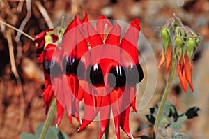 Sturt desert pea Swainsona formosa