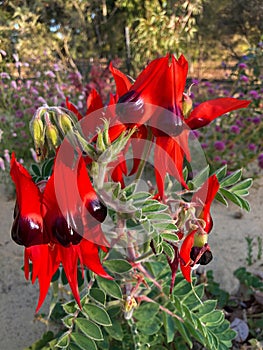Sturt`s Desert Pea flower in blood red, Australian wildflowers p photo