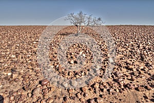 Sturt stony desert, South Australia